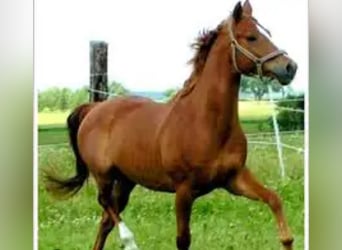 Holsteiner, Stute, 18 Jahre, 162 cm, Fuchs