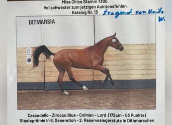Holsteiner, Stute, 18 Jahre, 165 cm, Brauner