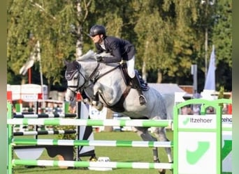 Holsteiner, Stute, 18 Jahre, 166 cm, Schimmel