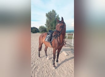 Holsteiner, Stute, 18 Jahre, 168 cm, Brauner