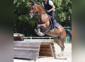 Holsteiner, Stute, 18 Jahre, 168 cm, Brauner
