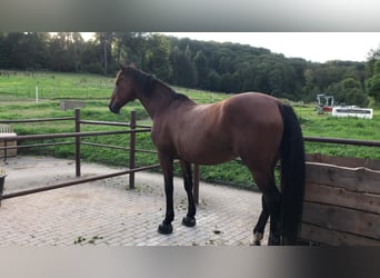 Holsteiner Mix, Stute, 18 Jahre, 168 cm, Dunkelbrauner