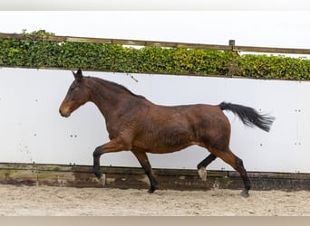 Holsteiner, Stute, 18 Jahre, 169 cm