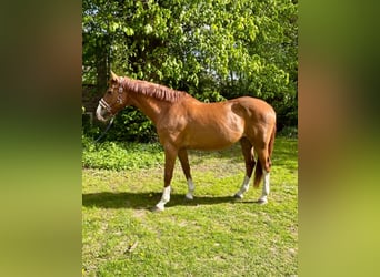 Holsteiner, Stute, 18 Jahre, 172 cm, Fuchs