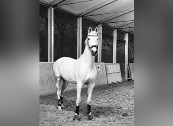 Holsteiner, Stute, 18 Jahre, 185 cm, Schimmel