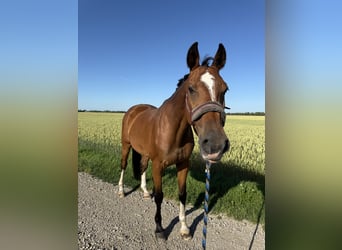Holsteiner, Stute, 19 Jahre, 162 cm