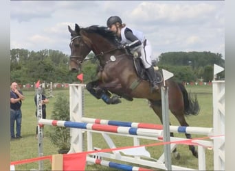 Holsteiner, Stute, 19 Jahre, 163 cm, Brauner