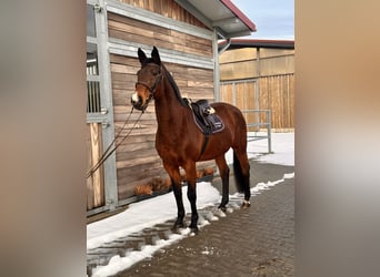 Holsteiner, Stute, 19 Jahre, 167 cm, Dunkelbrauner