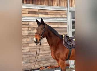 Holsteiner, Stute, 19 Jahre, 167 cm, Dunkelbrauner