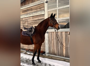 Holsteiner, Stute, 19 Jahre, 167 cm, Dunkelbrauner