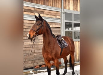 Holsteiner, Stute, 19 Jahre, 167 cm, Dunkelbrauner