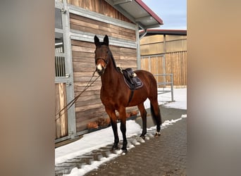 Holsteiner, Stute, 19 Jahre, 167 cm, Dunkelbrauner