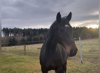 Holsteiner, Stute, 19 Jahre, 170 cm, Dunkelbrauner