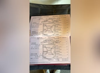 Holsteiner, Stute, 19 Jahre, 170 cm, Schimmel