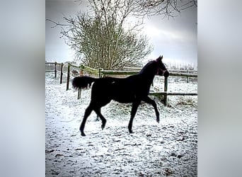 Holsteiner, Stute, 1 Jahr, 172 cm, Schwarzbrauner