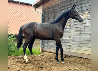 Holsteiner, Stute, 1 Jahr, 173 cm, Kann Schimmel werden