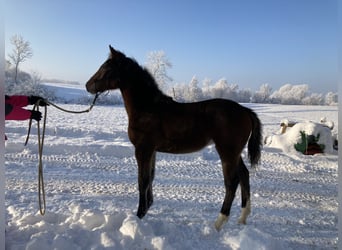 Holsteiner, Stute, 1 Jahr, Dunkelbrauner