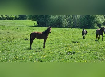 Holsteiner, Stute, 1 Jahr, Hellbrauner