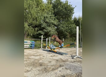 Holsteiner, Stute, 1 Jahr, Schwarzbrauner