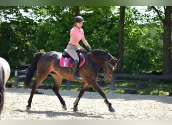 Holsteiner, Stute, 20 Jahre, 162 cm