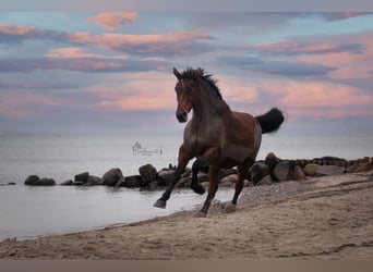 Holsteiner, Stute, 20 Jahre, 170 cm, Brauner