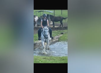 Holsteiner, Stute, 20 Jahre, 170 cm, Schimmel