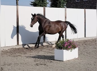Holsteiner, Stute, 21 Jahre, 163 cm, Brauner