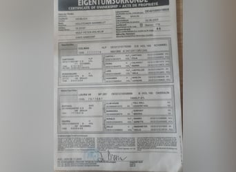 Holsteiner, Stute, 21 Jahre, 165 cm, Brauner