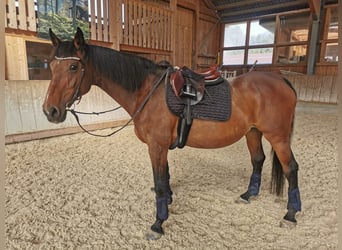 Holsteiner, Stute, 22 Jahre, 165 cm, Brauner