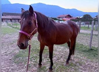 Holsteiner, Stute, 22 Jahre, 165 cm, Brauner
