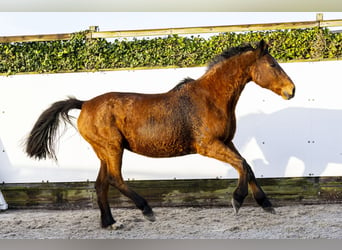 Holsteiner, Stute, 22 Jahre, 165 cm, Brauner