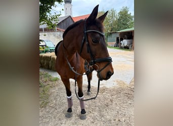 Holsteiner, Stute, 23 Jahre, 165 cm, Brauner