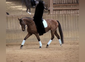 Holsteiner, Stute, 23 Jahre, 165 cm, Brauner