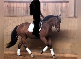 Holsteiner, Stute, 23 Jahre, 165 cm, Brauner