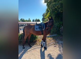 Holsteiner, Stute, 23 Jahre, 165 cm, Brauner