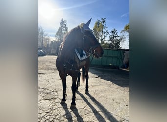 Holsteiner, Stute, 23 Jahre, 170 cm, Dunkelbrauner