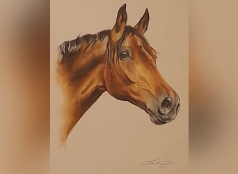 Holsteiner, Stute, 24 Jahre, 168 cm