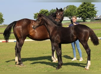 Holsteiner, Stute, 2 Jahre, 155 cm, Dunkelbrauner