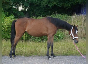 Holsteiner, Stute, 2 Jahre, 167 cm, Brauner