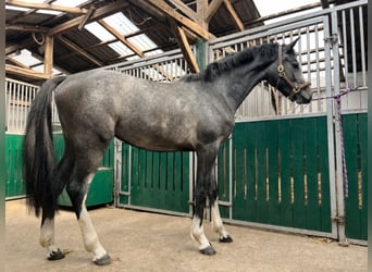 Holsteiner, Stute, 2 Jahre, 168 cm, Schimmel