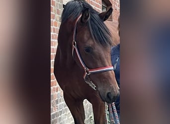 Holsteiner, Stute, 2 Jahre, 174 cm, Brauner