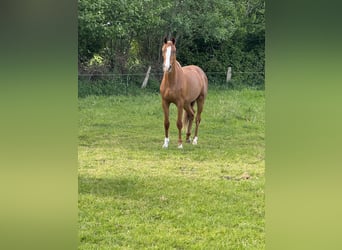 Holsteiner, Stute, 2 Jahre, Fuchs