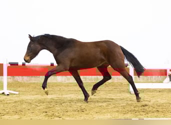 Holsteiner, Stute, 3 Jahre, 154 cm, Brauner