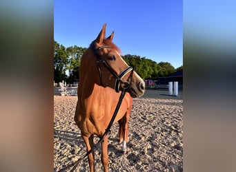 Holsteiner Mix, Stute, 3 Jahre, 155 cm, Fuchs