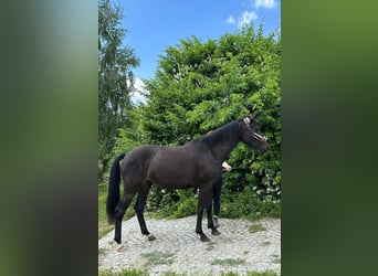 Holsteiner, Stute, 3 Jahre, 157 cm, Dunkelbrauner