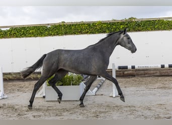 Holsteiner, Stute, 3 Jahre, 157 cm, Schimmel