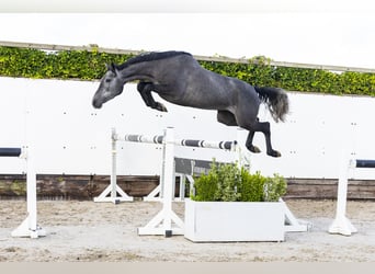Holsteiner, Stute, 3 Jahre, 157 cm, Schimmel