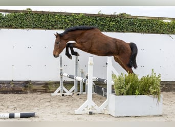 Holsteiner, Stute, 3 Jahre, 160 cm, Brauner