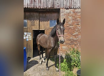Holsteiner, Stute, 3 Jahre, 160 cm, Fliegenschimmel