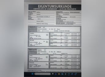 Holsteiner, Stute, 3 Jahre, 160 cm, Schwarzbrauner